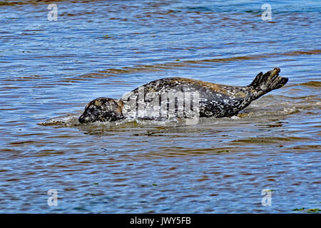 Die Seehunde gleiten im flachen Wasser auf der Brust Stockfoto