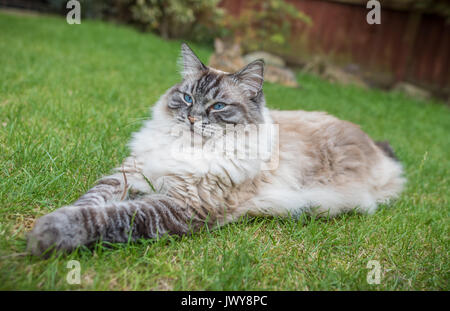 Nach wies Seal Lynx Ragdoll Cat Outdoor Portrait Stockfoto