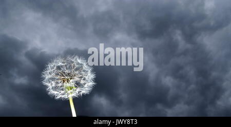 Dandelion Clock in einem Sturm Stockfoto