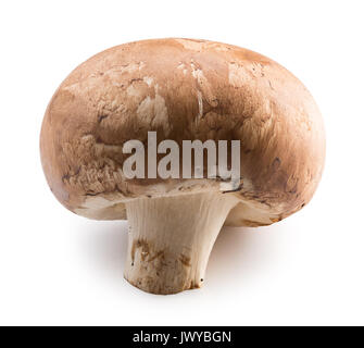 Weiß Pilz auf einem weißen Hintergrund. Stockfoto