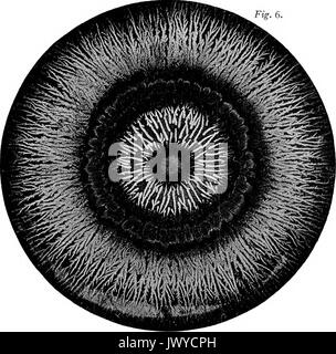 'Stress und andere Effekte produziert im Harz und in eine zähflüssige Substanz von Harz und Öl durch Elektrifizierung' (1897) Stockfoto