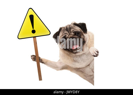Lächelnd Mops Welpen hund Holding gelb Warnung, Achtung Schild mit Ausrufezeichen, auf weißem Hintergrund Stockfoto