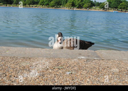 Graugans in der Serpentine, Hyde Park Stockfoto