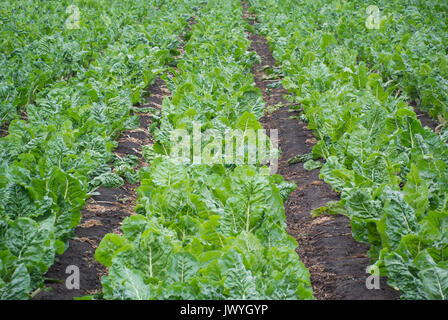 Mangold Pflanzen in Feld Stockfoto