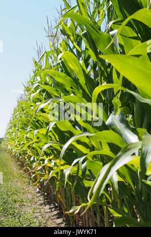 Eine Reihe von Mais in einem Feld, Ontario, Kanada. Stockfoto