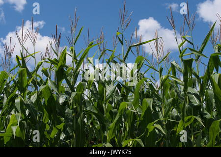 Blühende Maisstengel vor blauem Himmel, Ontario, Kanada. Stockfoto