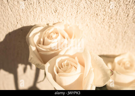 Rose. Drei weiße Rosen. Elegante weiße Blume. Stockfoto