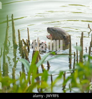 Fischotter (Lutra Lutra) essen Fisch im Meer Stockfoto