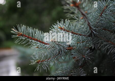 Wassertropfen auf einem Blue Spruce Zweigstelle in einer Glebe Garten, Ottawa, Ontario, Kanada. Stockfoto