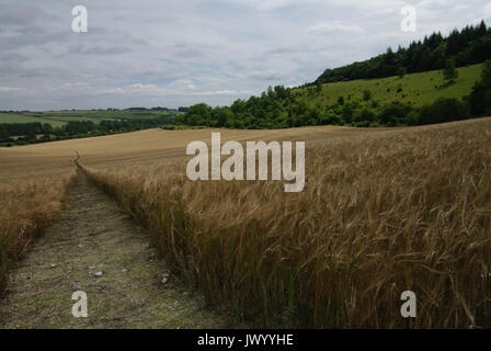 Klar Fußweg durch ein Feld von Weizen in der Wylye Valley, Wiltshire, UK definiert Stockfoto