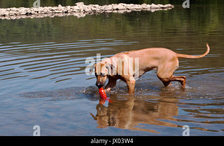 Rhodesian Ridgeback mit ihrem Spielzeug in den Fluss Stockfoto