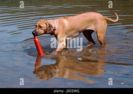 Ein Rhodesian Ridgeback mit ihr Spielzeug in einem Fluss Stockfoto