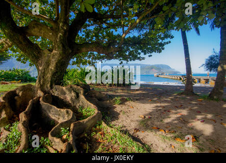 Feigenbaum mit hohen Wurzeln auf Hanalei Bay, Kauai, Hawaii. Stockfoto