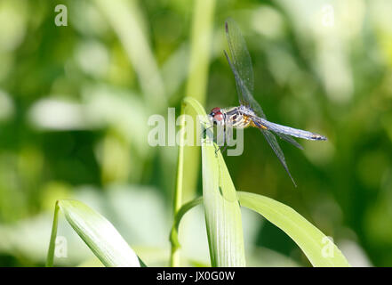 Diese schillernde Libelle, die auf einem Grasklinge aufliegt, scheint fast jede Farbe des Regenbogens zu haben. Stockfoto