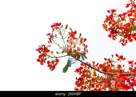 Caesalpinia pulcherrima Flamme Baum Blume, auf weißem Hintergrund. Stockfoto