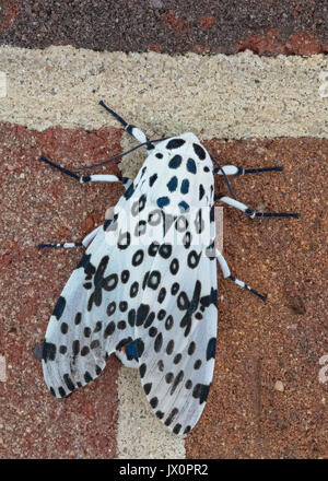 Riesige leopard Moth auf Wand. Stockfoto