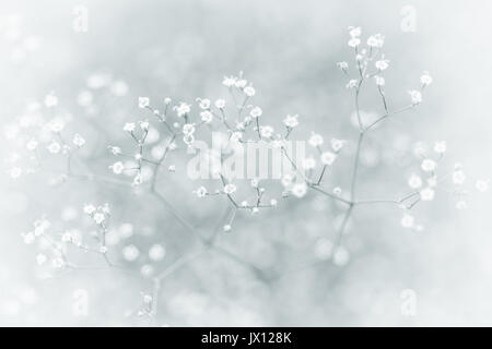 Kleine Defokussierten weißen Blüten (Gypsophila) mit Vintage-effekt als natürlichen Hintergrund Stockfoto