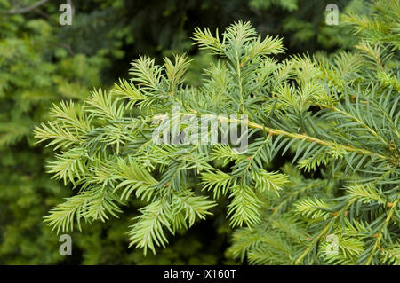 Frische grüne Blätter einer Eibe Stockfoto