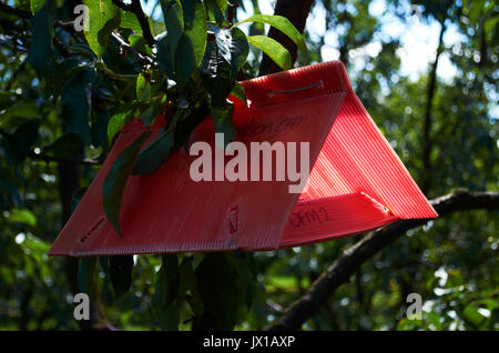 Apfelwickler trap hängen in einem Obstgarten Stockfoto