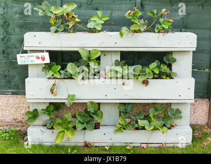 Erdbeere Pflanzen wachsen in einem hölzernen Pflanzmaschine aus einem alten Holzpalette gestellt Stockfoto