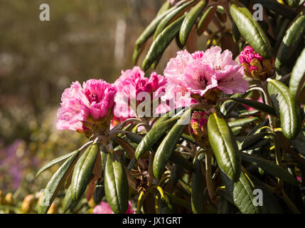 Rhododendron Aganniphum Blumen in voller Blüte im Frühjahr mit schönen dekorativen leuchtend rosa Blüten Stockfoto