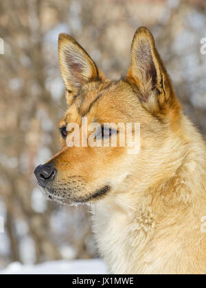 Ingwer kleiner Hund auf der Suche fest im Winter Tag Stockfoto