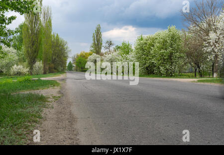 Frühling Landschaft mit Asphalt und blühenden Obstbäumen am Straßenrand durch Sumy - kleine Stadt in Sumskaya Oblast, Ukraine. Stockfoto