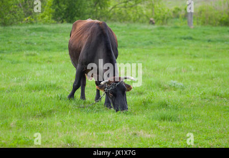 Einsame Kuh auf der Weide grasen auf einer Feder an regnerischen Tag. Stockfoto