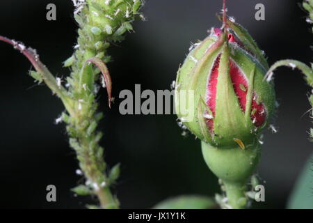 Sophy rosebud über zu öffnen, Bugs und blattlaus abgedeckt. UK Garten. Stockfoto