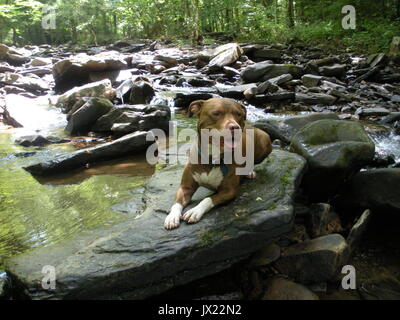 Red Nose pit bull sitzt auf einem Felsen in einem Bach. Stockfoto