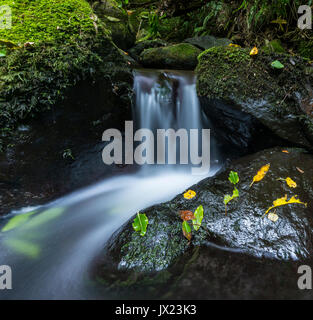 Kleiner Wasserfall, Felsen bewachsen mit Farnen und Moosen, Nichols fällt, Leith Tal, Dunedin, Otago, Neuseeland Stockfoto