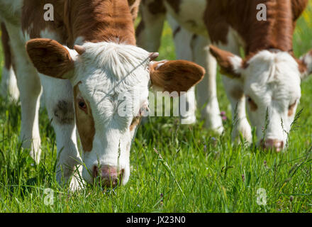 Zwei junge Kälber (Bos primigenius taurus) Beweidung auf einer Alm, Oberbayern, Bayern, Deutschland Stockfoto