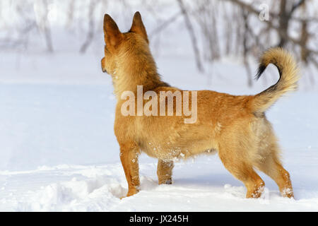 Ingwer kleiner Hund auf der Suche fest im Winter Tag Stockfoto