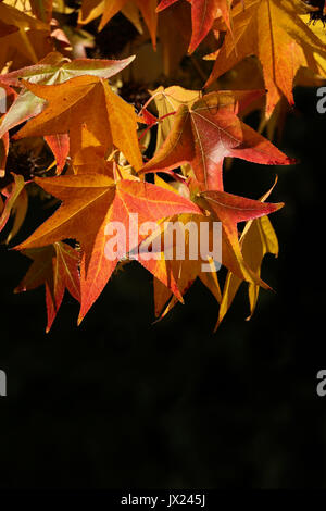 Viele sonnenbeschienene rötlich orange Sweetgum Blätter im Herbst, schwarzen Hintergrund. Nahaufnahme von Laub füllt oben im Rahmen. unten Platz für Kopie Stockfoto