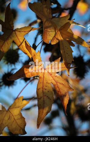 Beleuchtete Sycamore Blätter Gelb Beige im Herbst, einem zentralen Blatt dominiert Bild, alle gegen den blauen Himmel, kugelförmige Same Clustern. Stockfoto