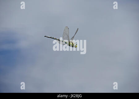 Die Libelle fliegt über dem grünen Teich. Stockfoto