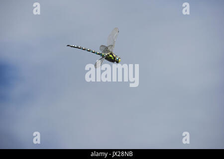 Die Libelle fliegt über dem grünen Teich. Stockfoto