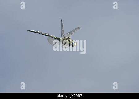 Die Libelle fliegt über dem grünen Teich. Stockfoto