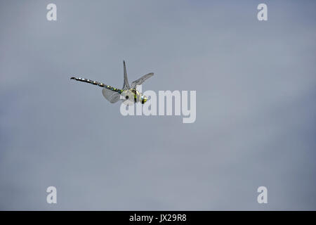 Die Libelle fliegt über dem grünen Teich. Stockfoto