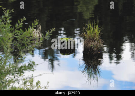 Die Libelle fliegt über dem grünen Teich. Stockfoto