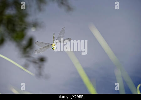 Die Libelle fliegt über dem grünen Teich. Stockfoto