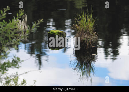 Die Libelle fliegt über dem grünen Teich. Stockfoto