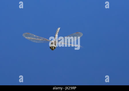 Die Libelle fliegt über dem grünen Teich. Stockfoto