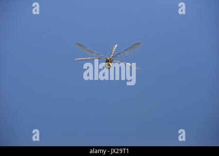 Die Libelle fliegt über dem grünen Teich. Stockfoto