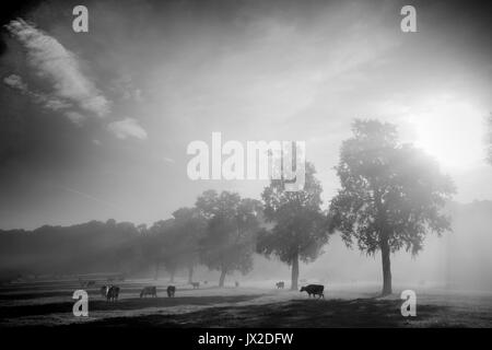 Milborne Port, Somerset, UK. August 13, 2017. Rinder unter den Bäumen in einem Sommer misty morning. Am frühen Morgen, als das Licht genommen wurde Changi Stockfoto