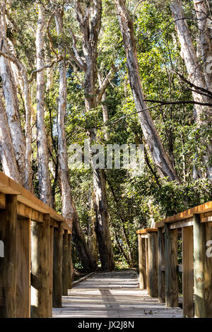 Holz natur Promenade umgeben von hohen Eukalyptusbäumen gumtrees Stockfoto