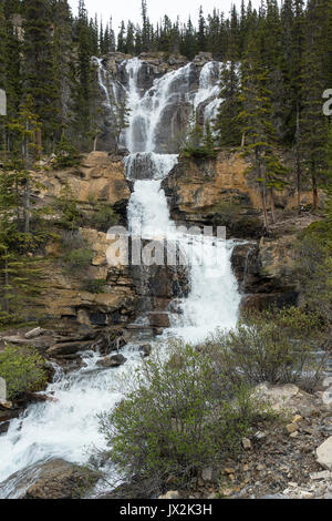 Die schöne Tangle Creek Falls auf dem Icefields Parkway in der Nähe von Jasper, Alberta, Kanada Stockfoto