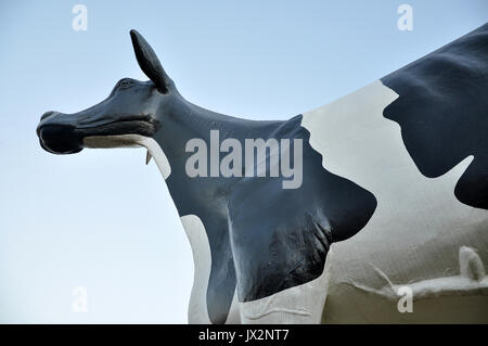 Auch als Holstein-Friesian Vieh oder Friesische Rinder bekannt Stockfoto