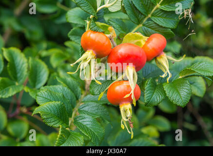 Hagebutten, auch als Rose Haw und Rose Hep, ein Zubehör Frucht der Rose Pflanze, im Spätsommer in Großbritannien. Red Rose Hip Obst Nahaufnahme. Stockfoto