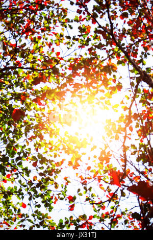 Blur von einem Baum mit Sonnenlicht im Herbst. Stockfoto